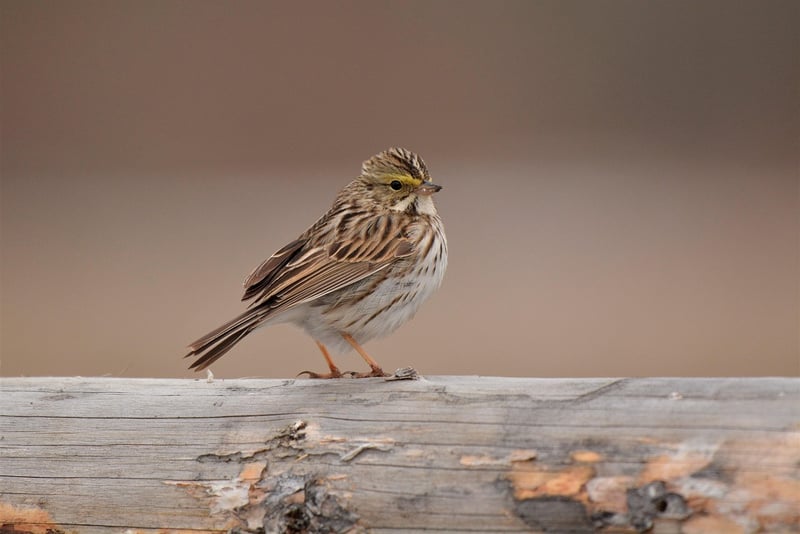Sparrow
