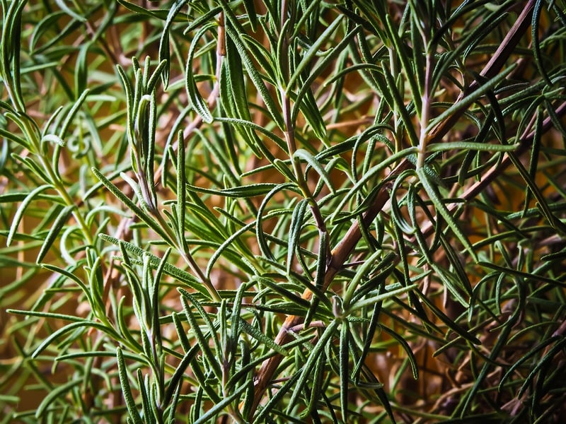 Rosemary Herb Planter