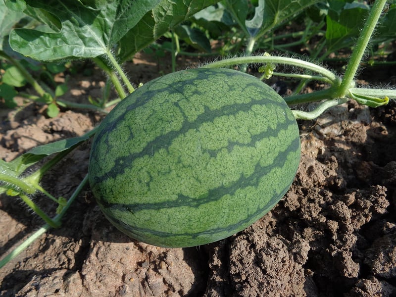 Healthy Soil